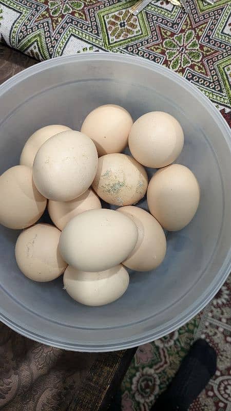 Desi Eggs | Organic Un-Fertile Eggs 0