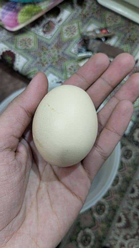 Desi Eggs | Organic Un-Fertile Eggs 1