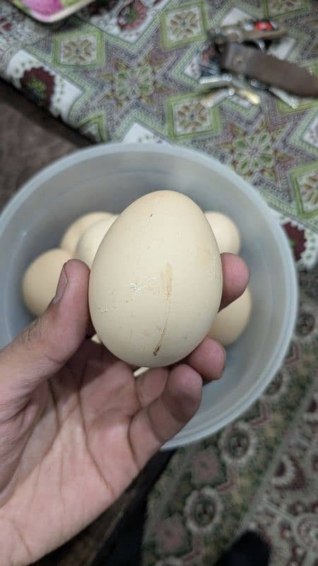 Desi Eggs | Organic Un-Fertile Eggs 2