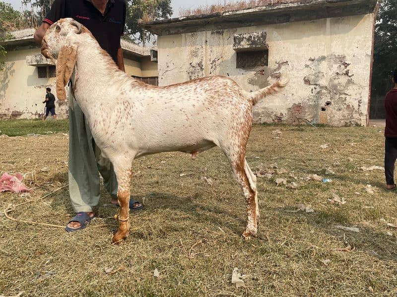 Bakra For Sale Qurbani (2025) 0