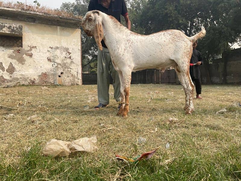 Bakra For Sale Qurbani (2025) 1