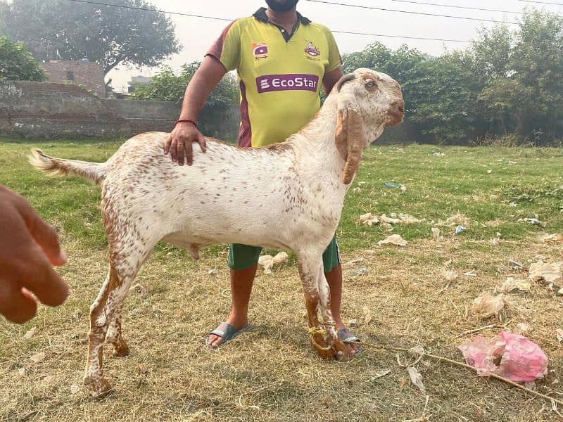 Bakra For Sale Qurbani (2025) 2