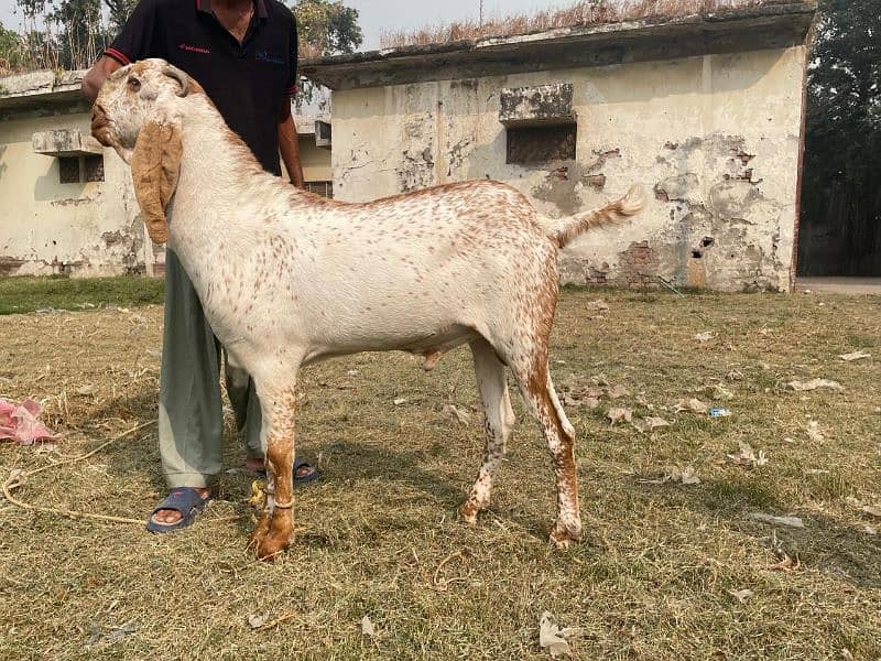 Bakra For Sale Qurbani (2025) 3