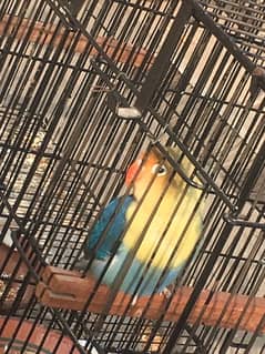 Parrots for sale