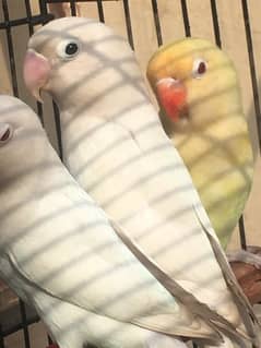 Parrots