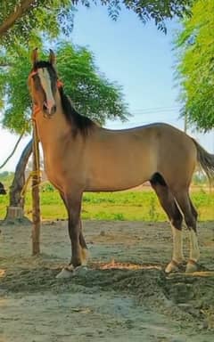 5 kiliyaan golden colour horse name fakhry bun