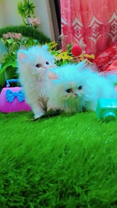 Persian catt available for sell