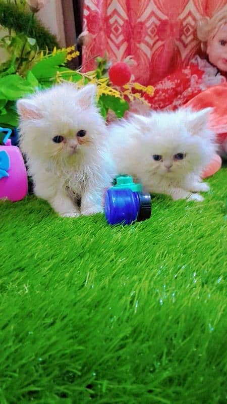 Persian catt available for sell 1