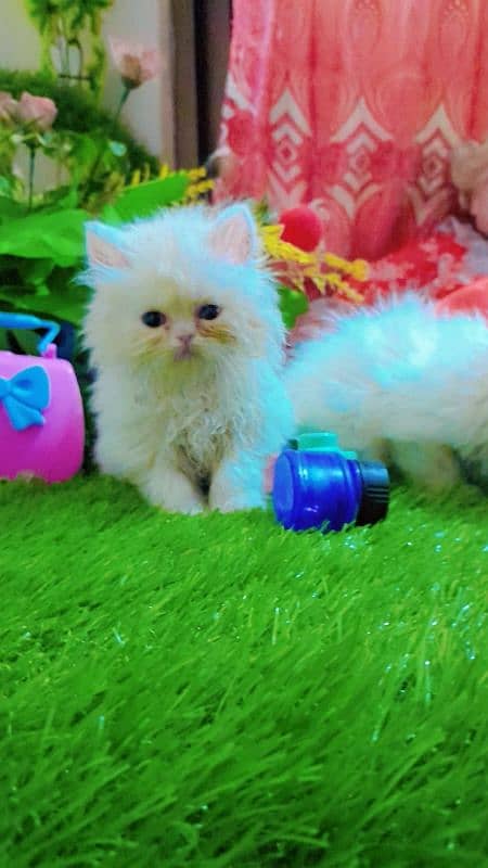 Persian catt available for sell 2