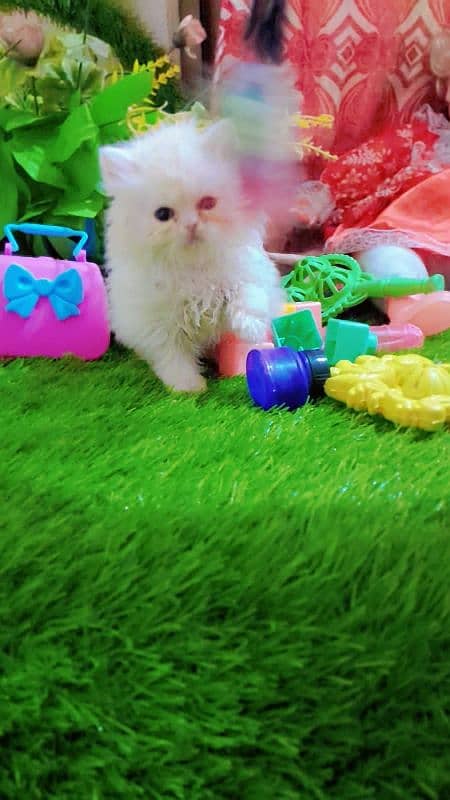 Persian catt available for sell 3