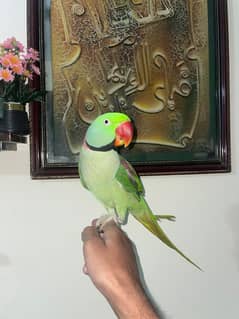 Kashmiri Pahari Parrot Hend Tame