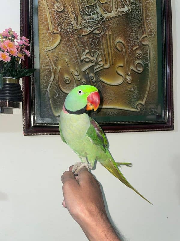 Kashmiri Pahari Parrot Hend Tame 0