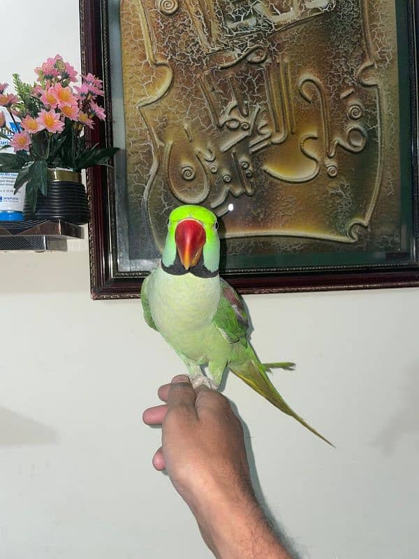 Kashmiri Pahari Parrot Hend Tame 2