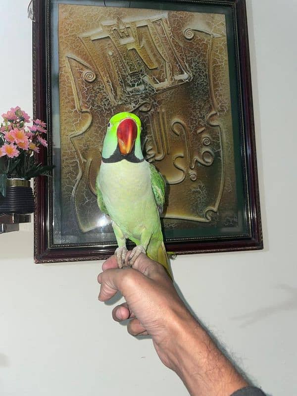 Kashmiri Pahari Parrot Hend Tame 4