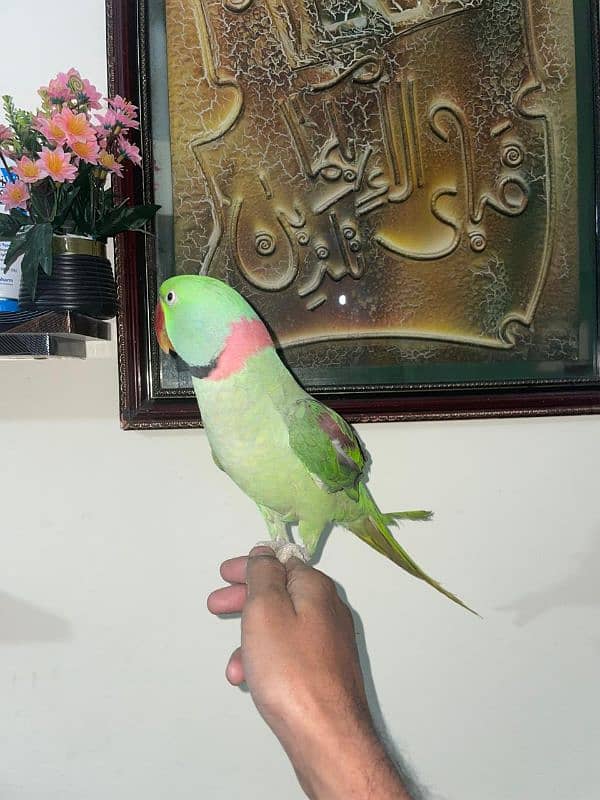 Kashmiri Pahari Parrot Hend Tame 5