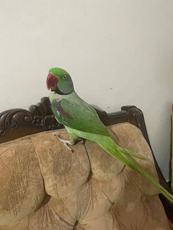 Kashmiri Pahari Parrot Hend Tame 10