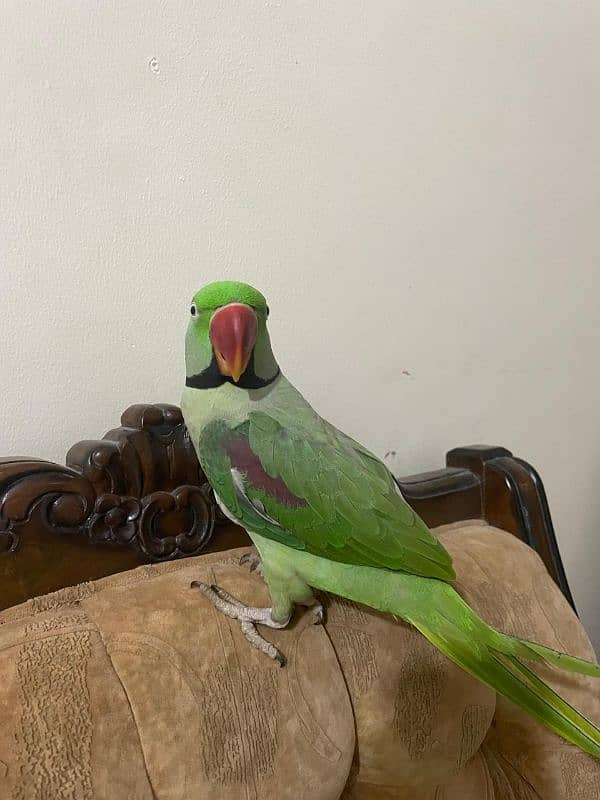 Kashmiri Pahari Parrot Hend Tame 12