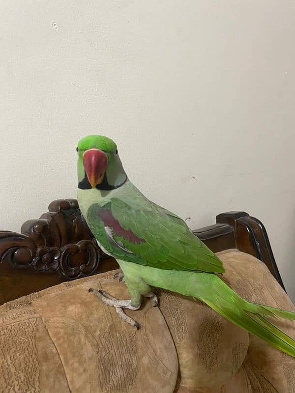 Kashmiri Pahari Parrot Hend Tame 13