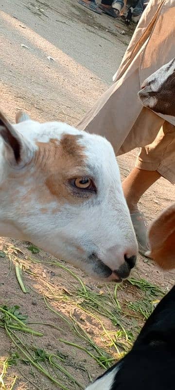 sell for goats tahdi pointed 0