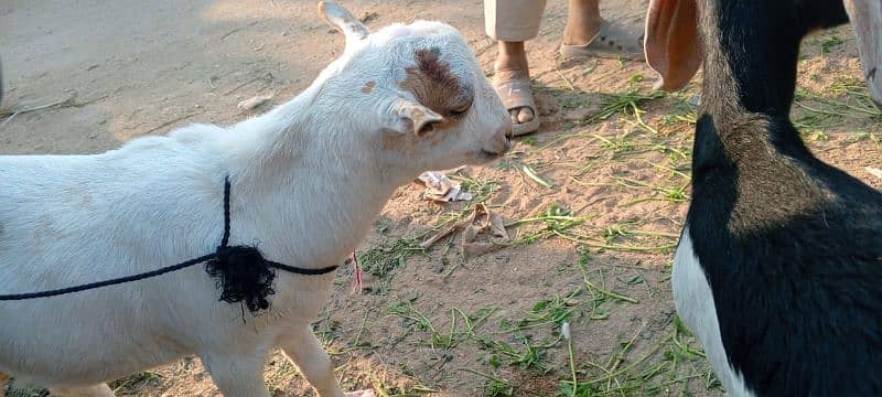 sell for goats tahdi pointed 1