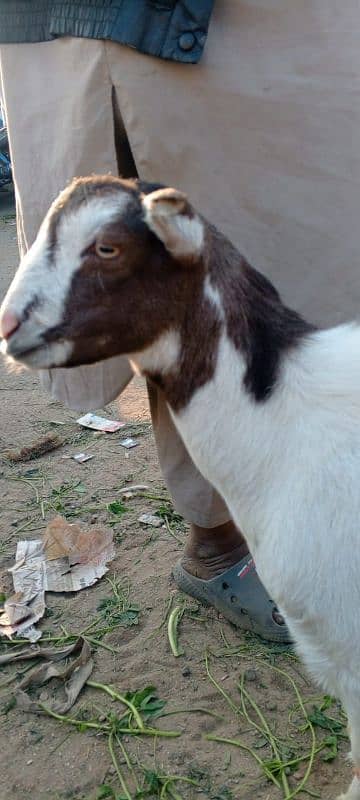 sell for goats tahdi pointed 8