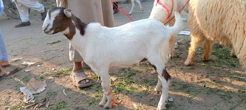 sell for goats tahdi pointed 9