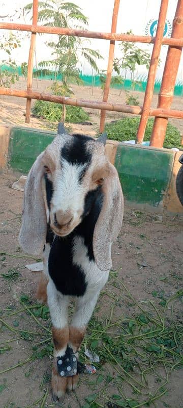 sell for goats tahdi pointed 10