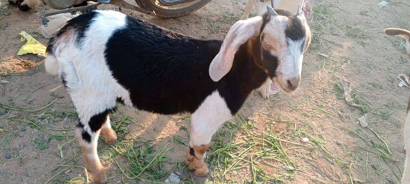 sell for goats tahdi pointed 12