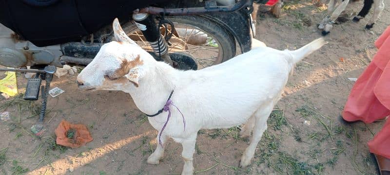 sell for goats tahdi pointed 17