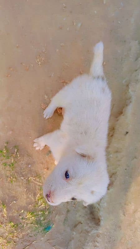 Siberian husky 2