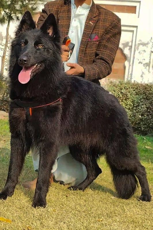 German shefard female long coat 8 month for sale 2