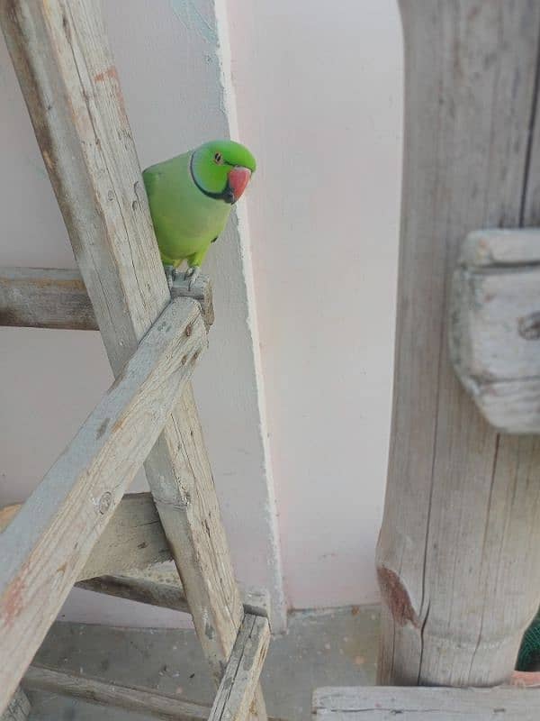 ringneck parrot Male 7