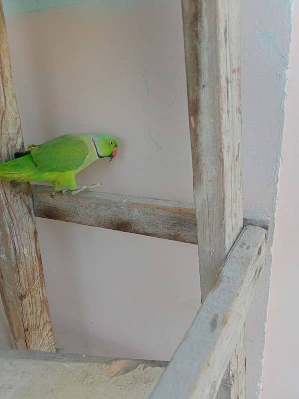 ringneck parrot Male 8