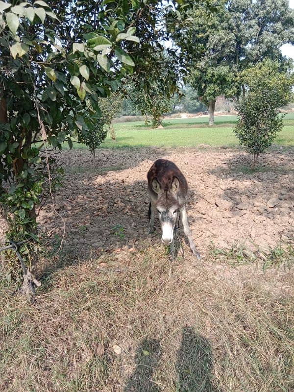 Donkey male for sale 0