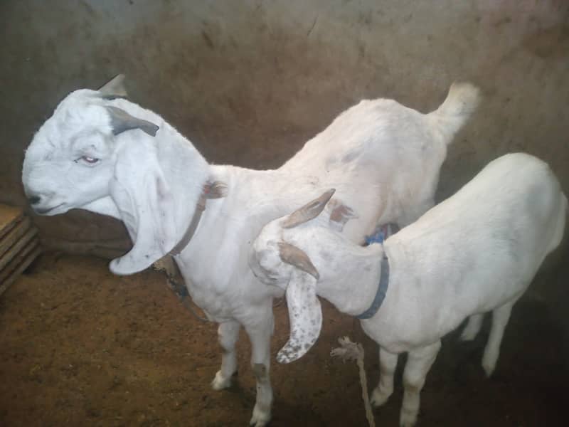 Assalamualaikum bakra or bakri or path sale 5