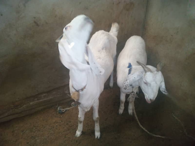 Assalamualaikum bakra or bakri or path sale 7