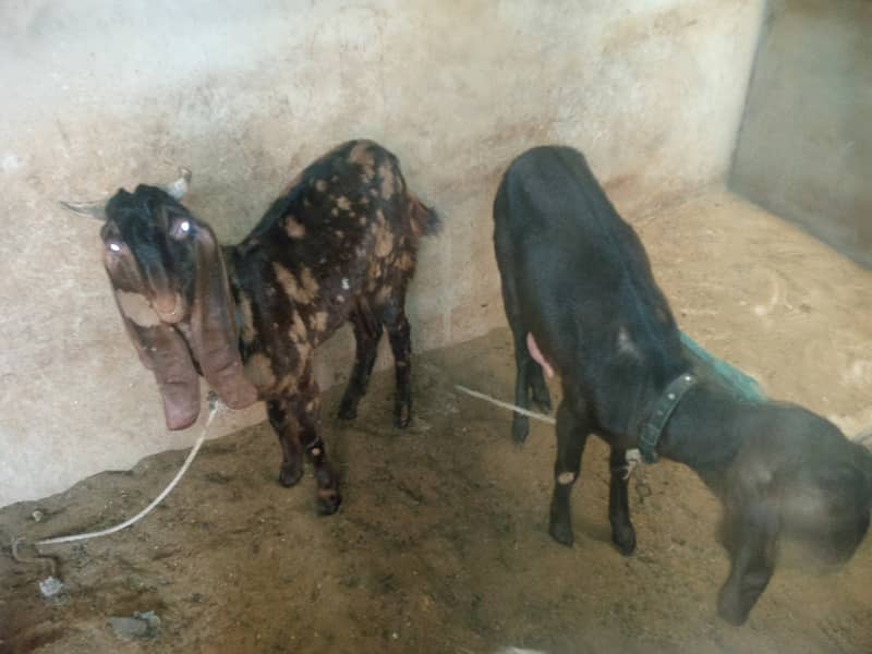 Assalamualaikum bakra or bakri or path sale 8