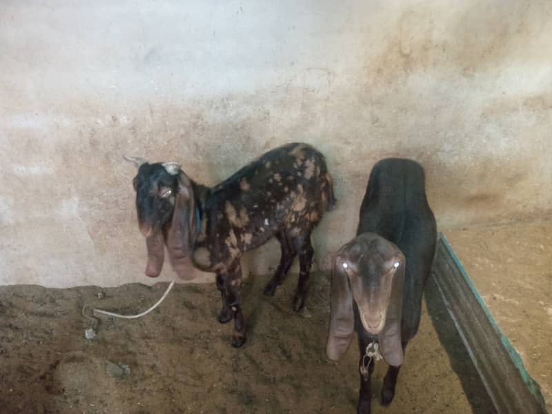 Assalamualaikum bakra or bakri or path sale 9