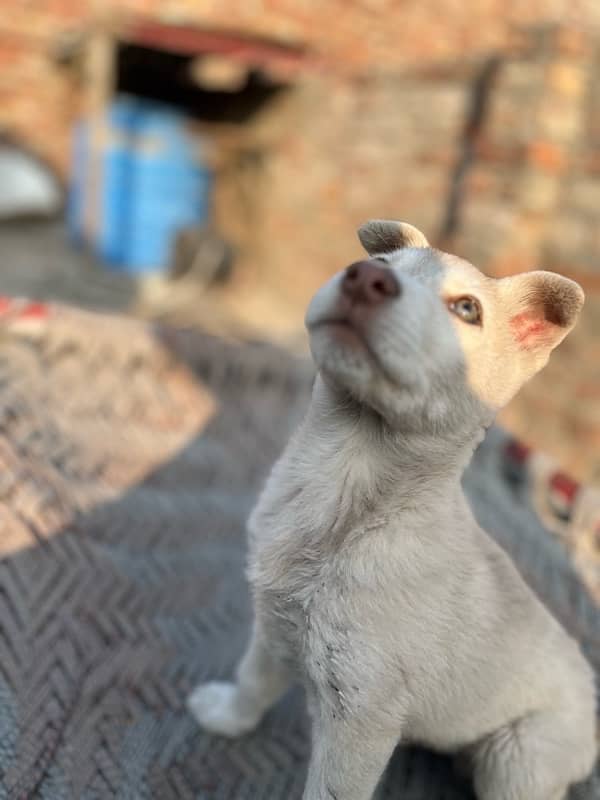 Siberian husky gray eyes for sale 0