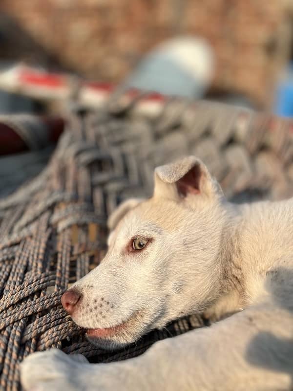 Siberian husky gray eyes for sale 2