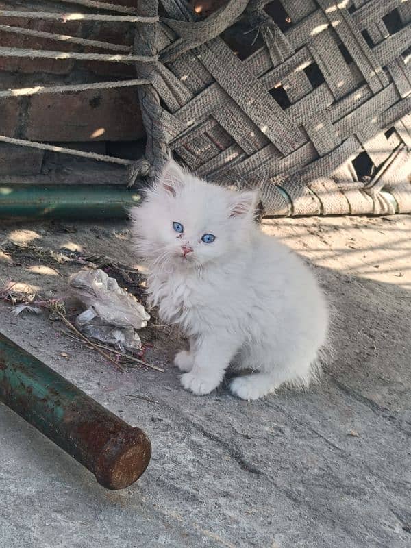 Persian Baby pair for sale 3