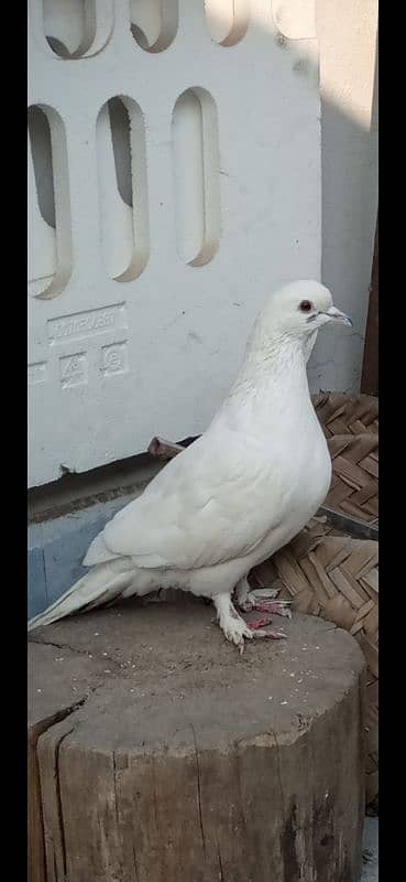 pure white male pigeon 0