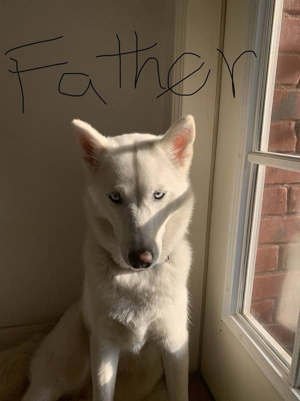 Siberian husky gray eyes for sale 5