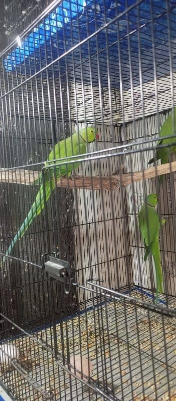 Parrot for sale 1