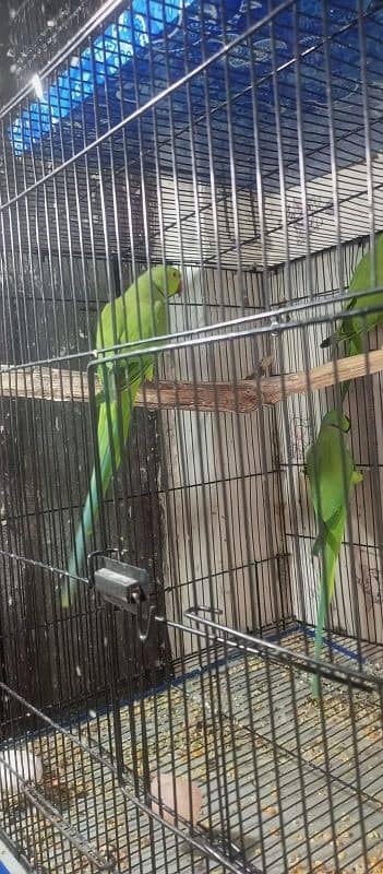 Parrot for sale 2