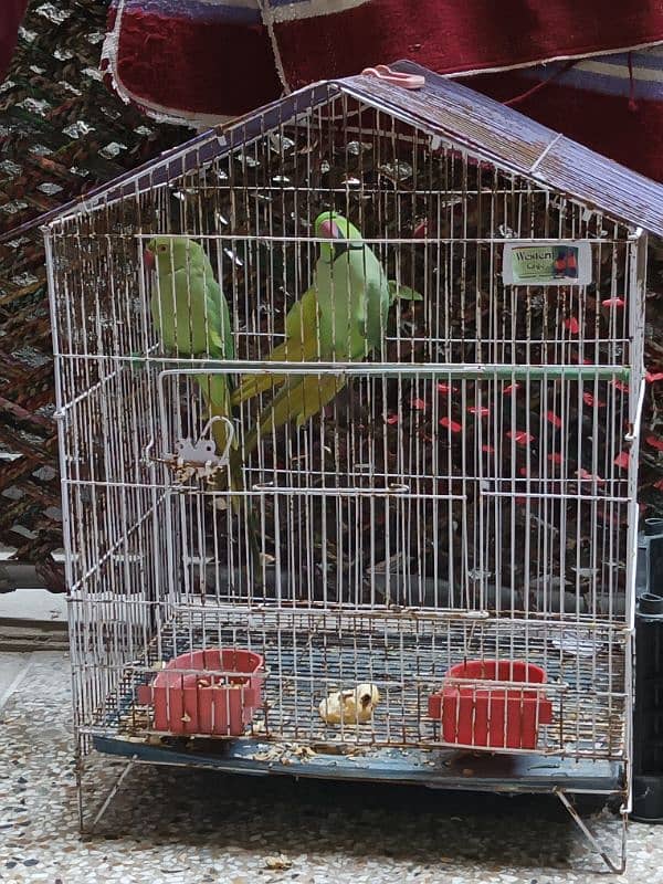 Parrot for sale 4