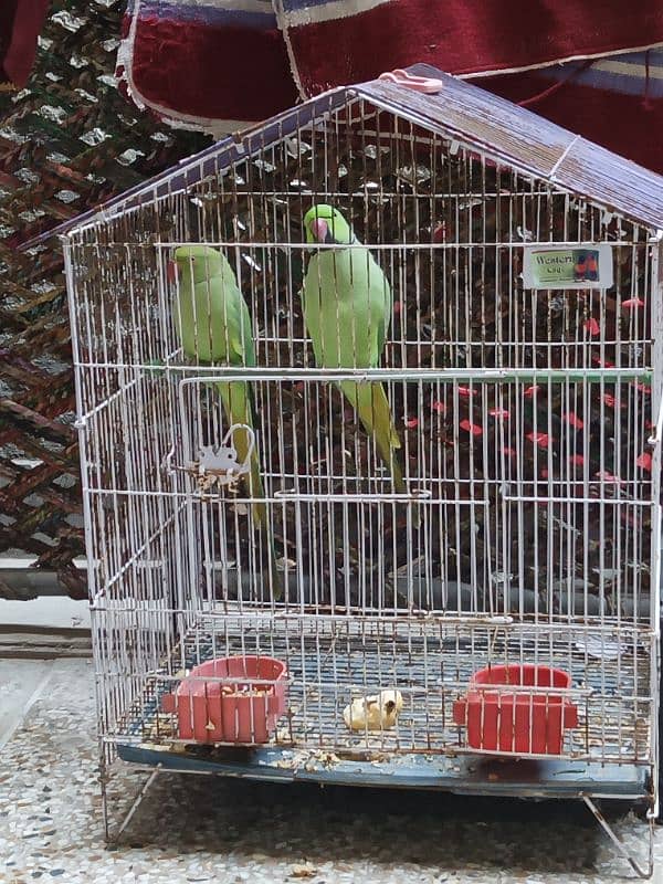 Parrot for sale 5