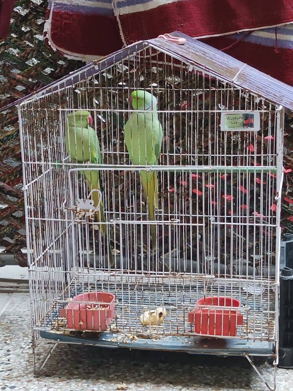 Parrot for sale 6