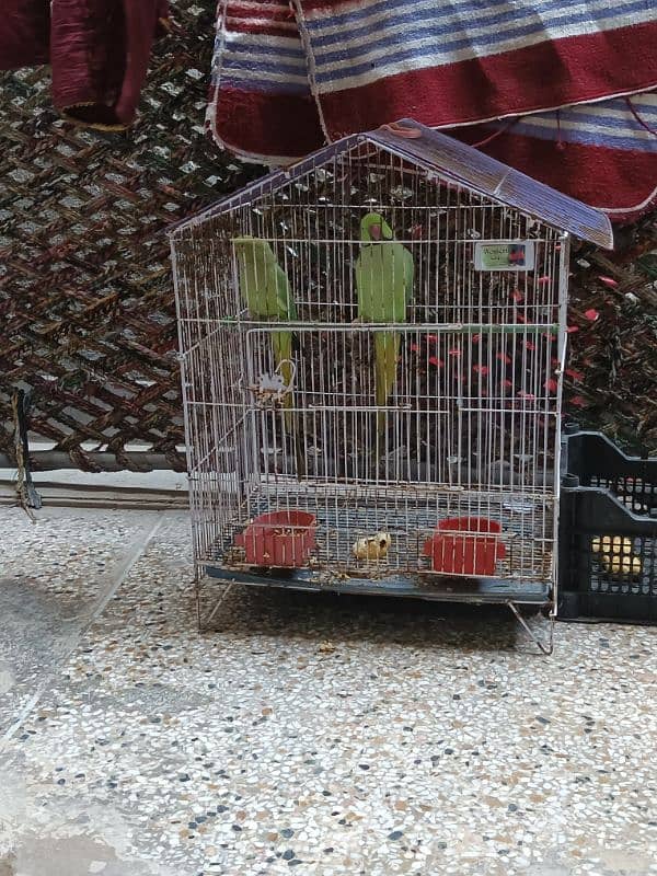 Parrot for sale 7