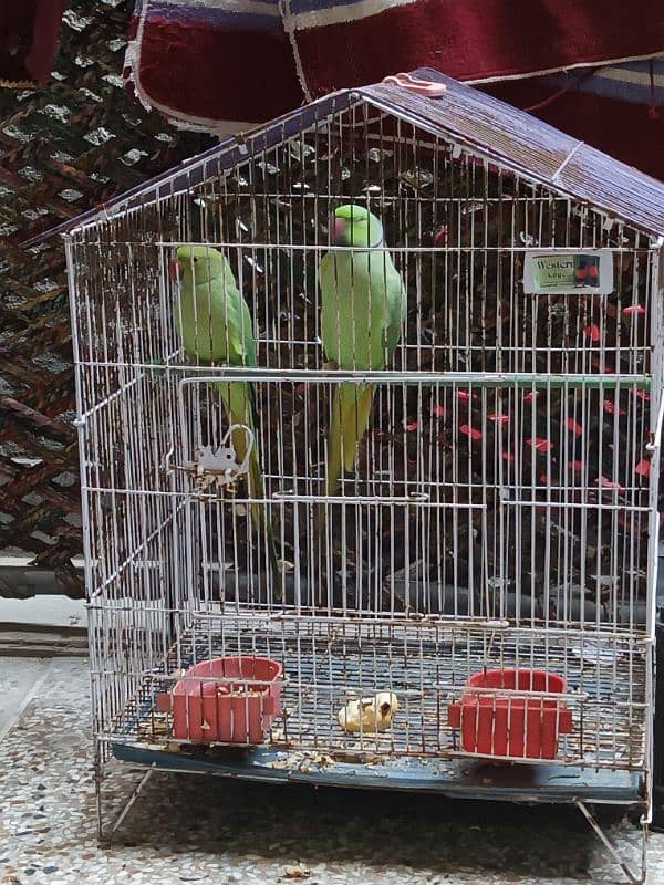 Parrot for sale 8